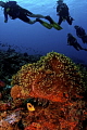   opportunity take second see buddy system action along reef  